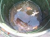 Big Fish in Trash Can